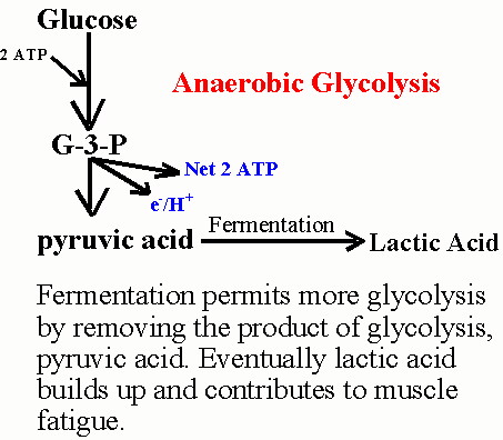 Anerobic Glycolysis