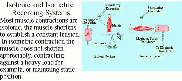 Experimental Recording From a Muscle