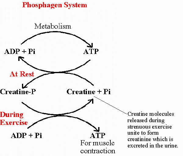 The Phosphagen System
