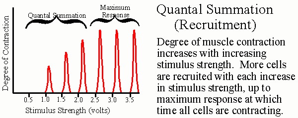 Quantal Summation or Recruitment
