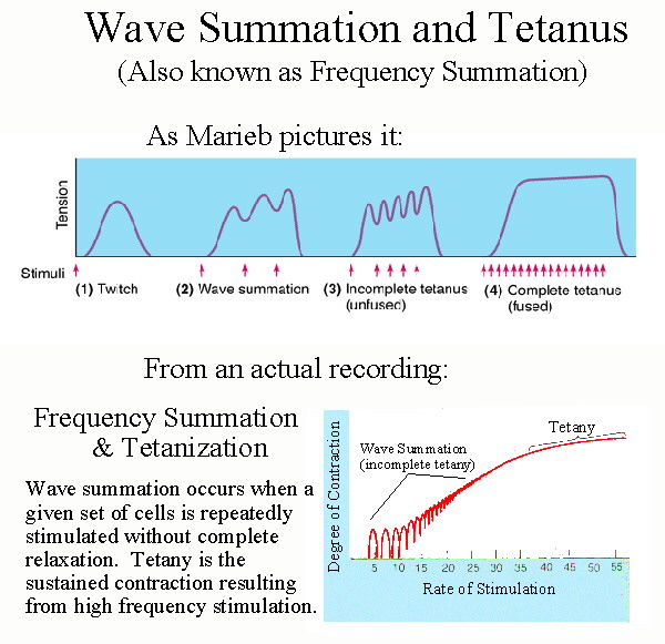 Wave Summation and Tetany