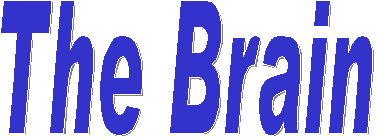 The Brain